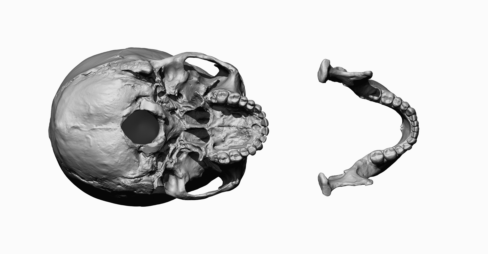 Asian male scanned model cranium Orthographic Split Jaw
